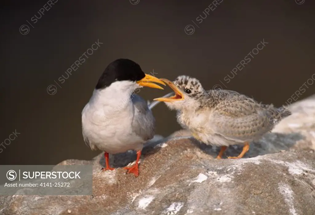 indian river tern with begging chick sterna aurantia (rare species) karnataka, southern india