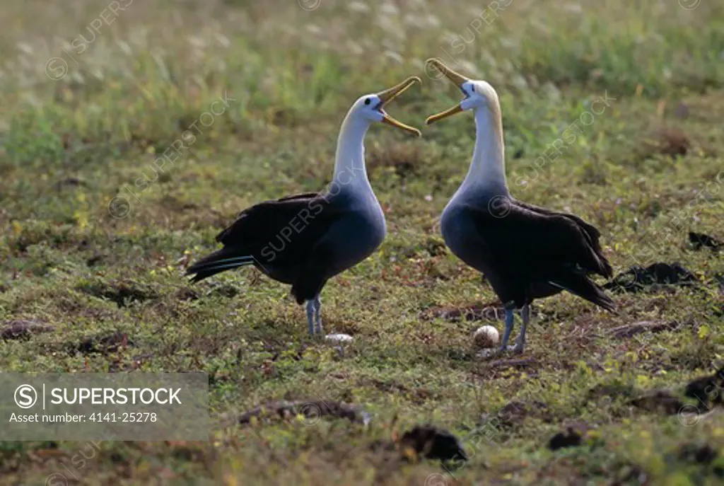 waved albatross pair in courtship diomedea irrorata display. note egg. galapagos