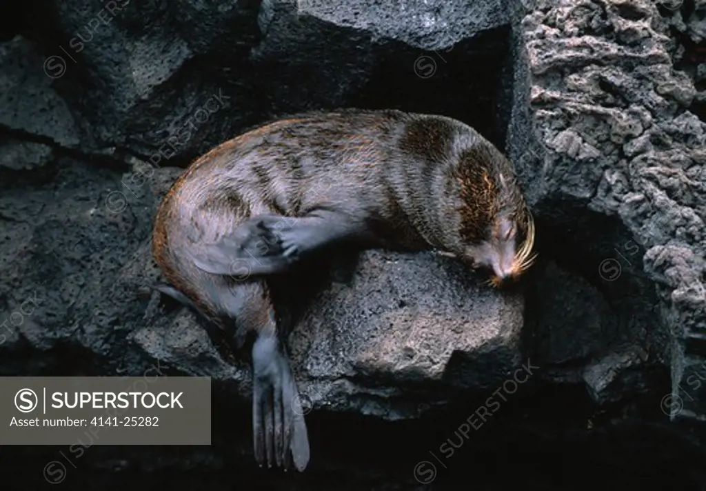 galapagos fur seal sleeping arctocephalus galapagoensis on rock. galapagos