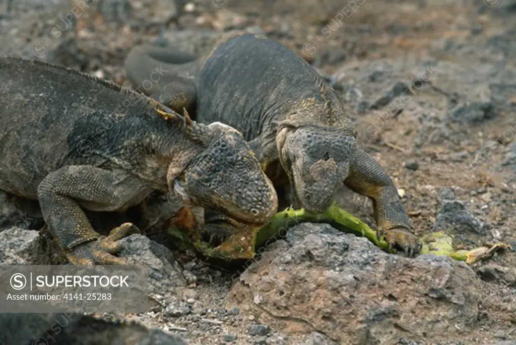 land iguana pair eating cactus conolophus subcristatus galapagos