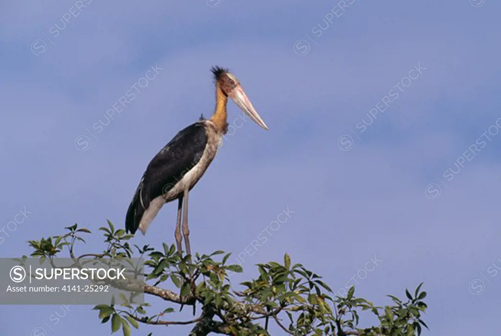 lesser adjutant stork perched leptoptilos javanicus in tree top. kaziranga national park, assam, india