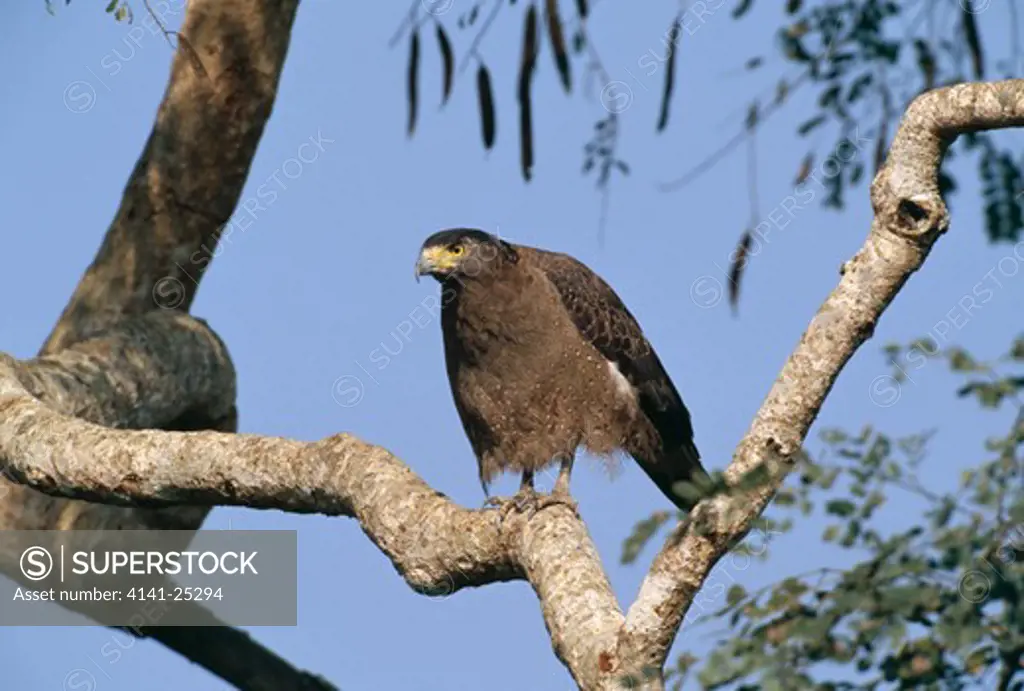 crested serpent eagle perched spilornis cheela in tree. karnataka, south india