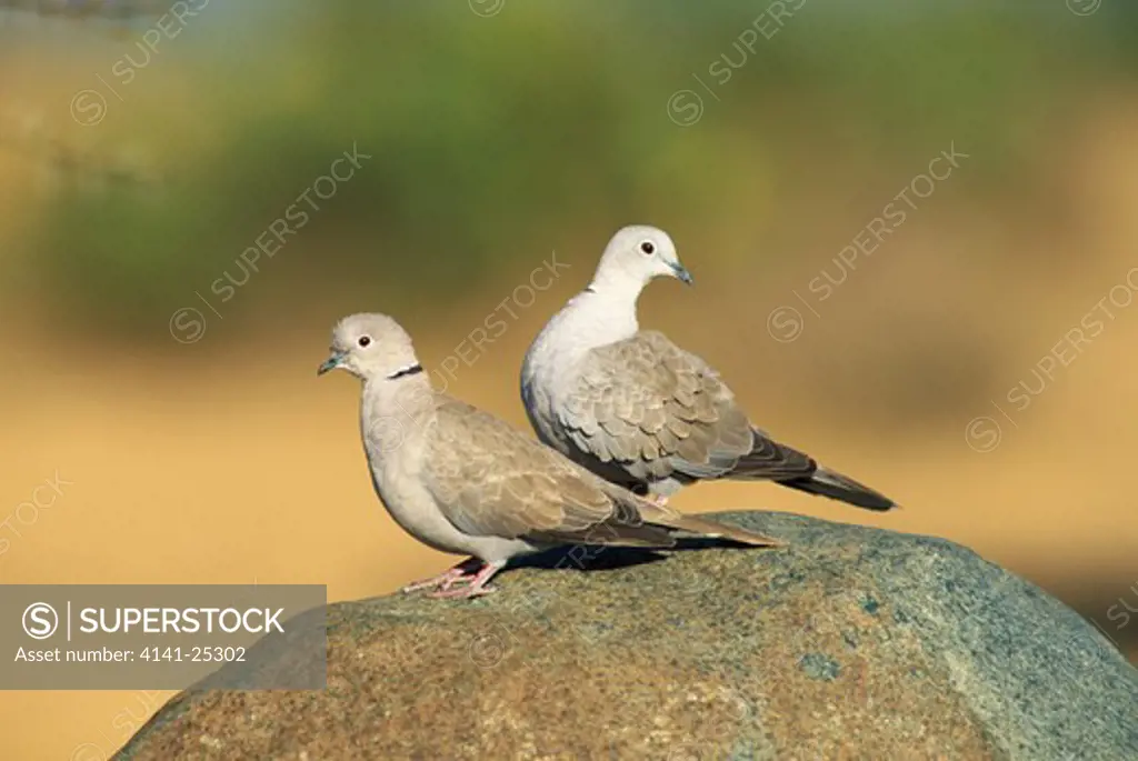 collared dove pair on rock streptopelia decaocto karnataka, south india