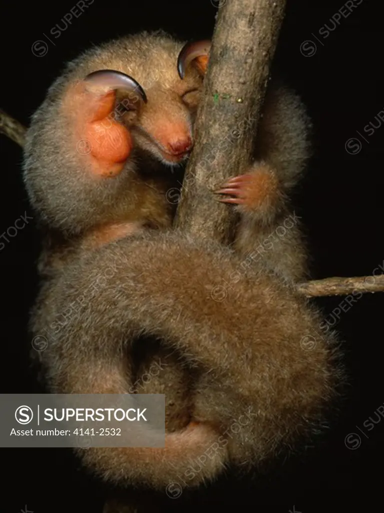 two-toed or silky anteater cyclopes didactylus sleeping on mangrove caroni swamp, trinidad, west indies