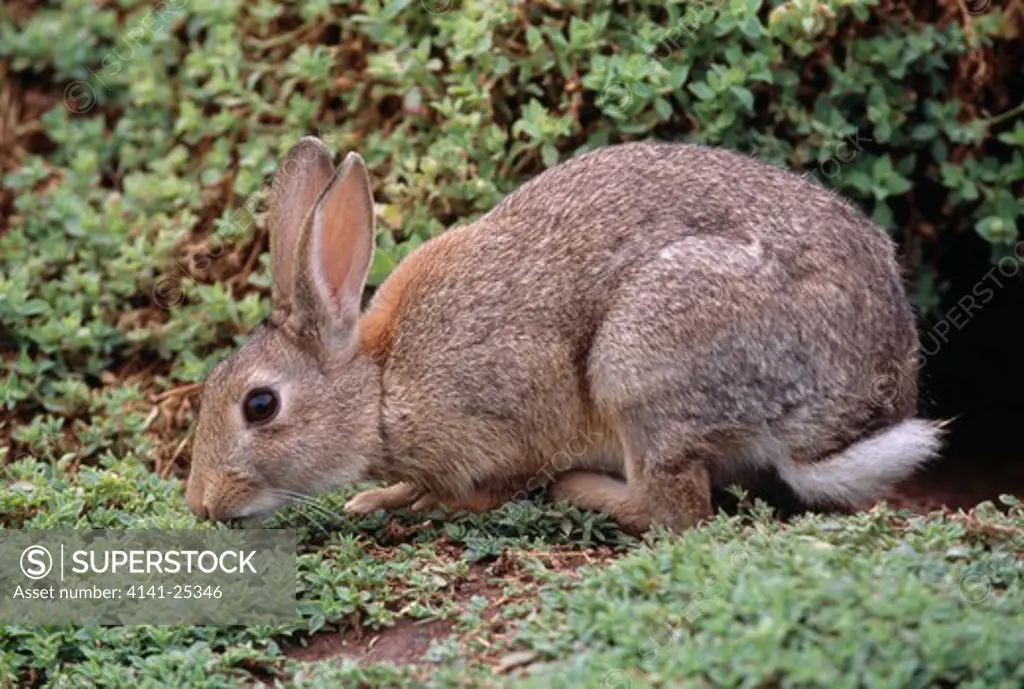 rabbit oryctolagus cuniculus stokholm island, wales, uk.