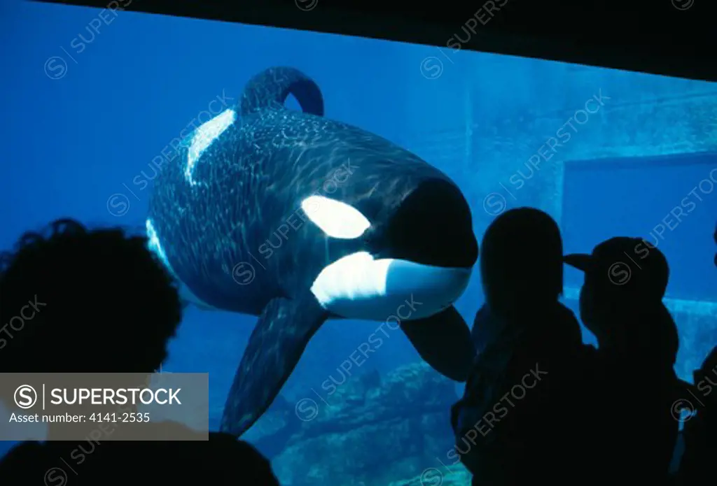killer whale or orca orcinus orca