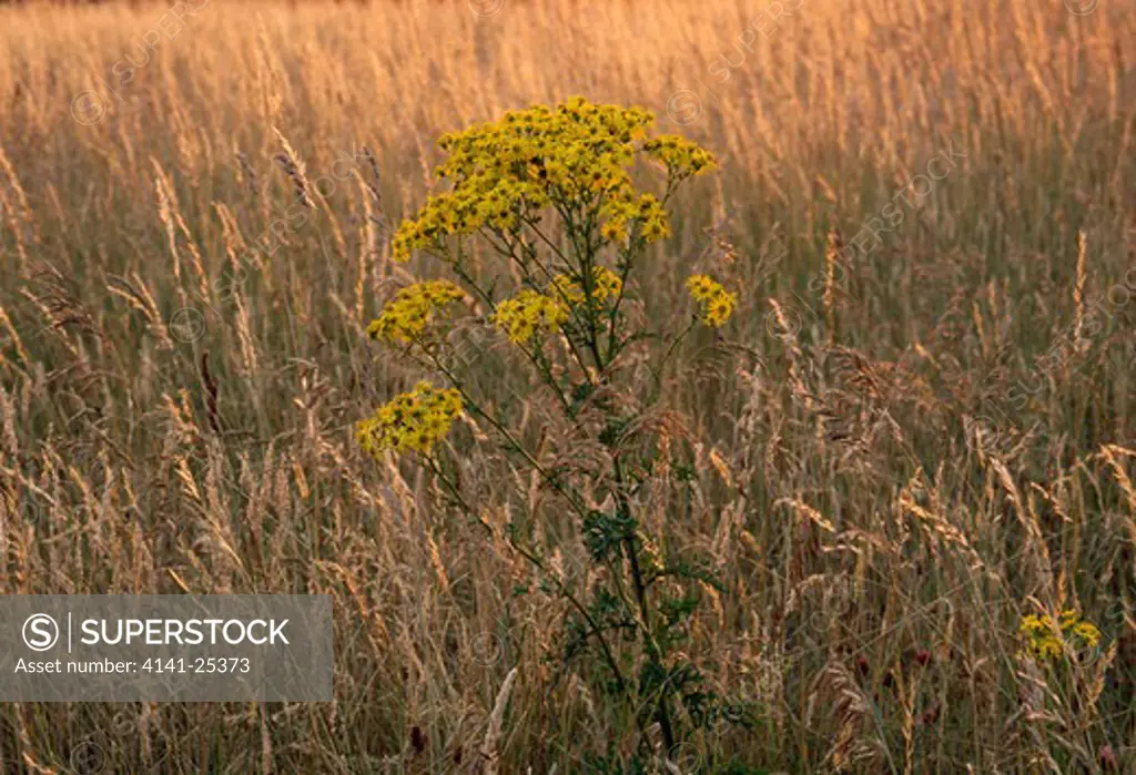 common ragwort in flower senecio jacobaea invasive weed of hay meadows bannerdown common, somerset, uk 