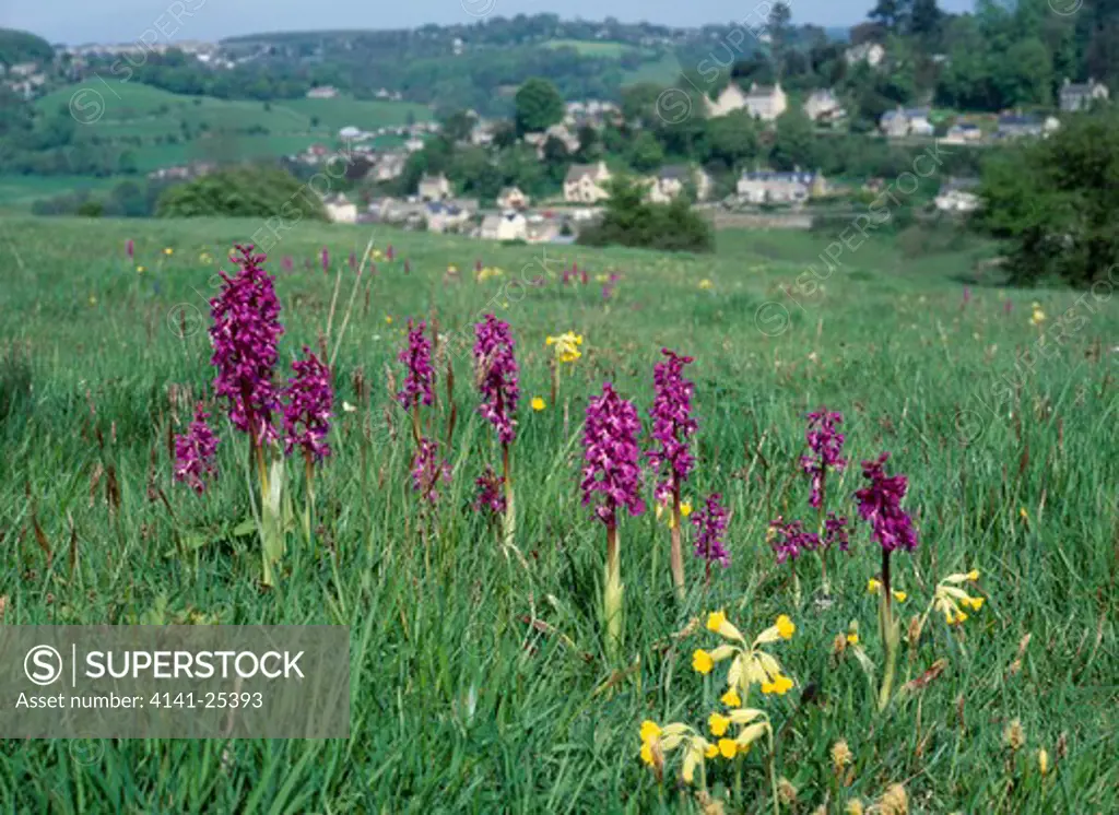 early purple orchid orchis mascula minchinhampton common, cotswolds, uk