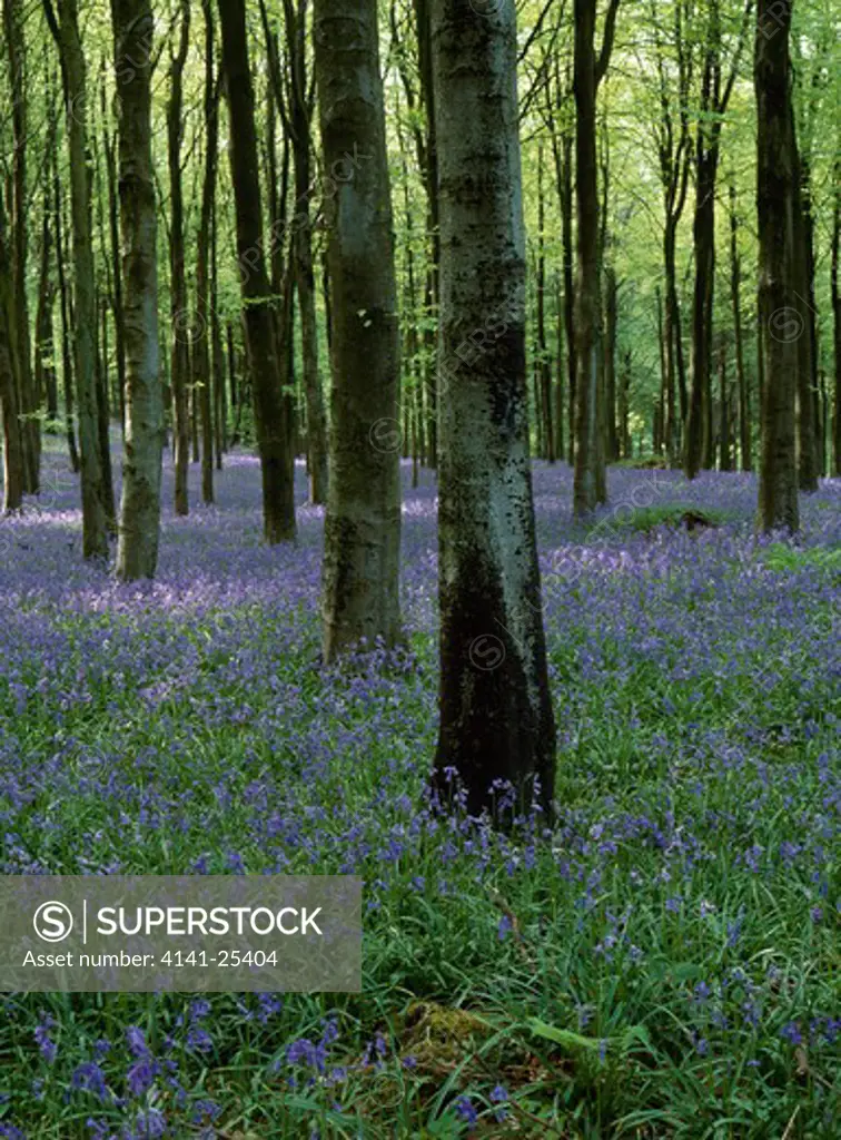 bluebells hyacinthoides non-scripta flowering in beech plantation longleat, wiltshire, southern england