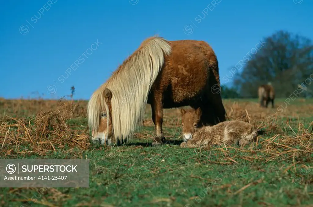 shetland pony female with young, a few hours old dartmoor, devon, england 