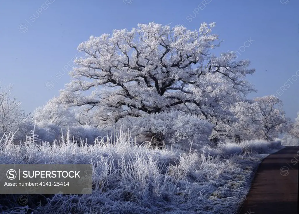 hoar frost on oak & grasses in hedgerow by road somerset, south western england 