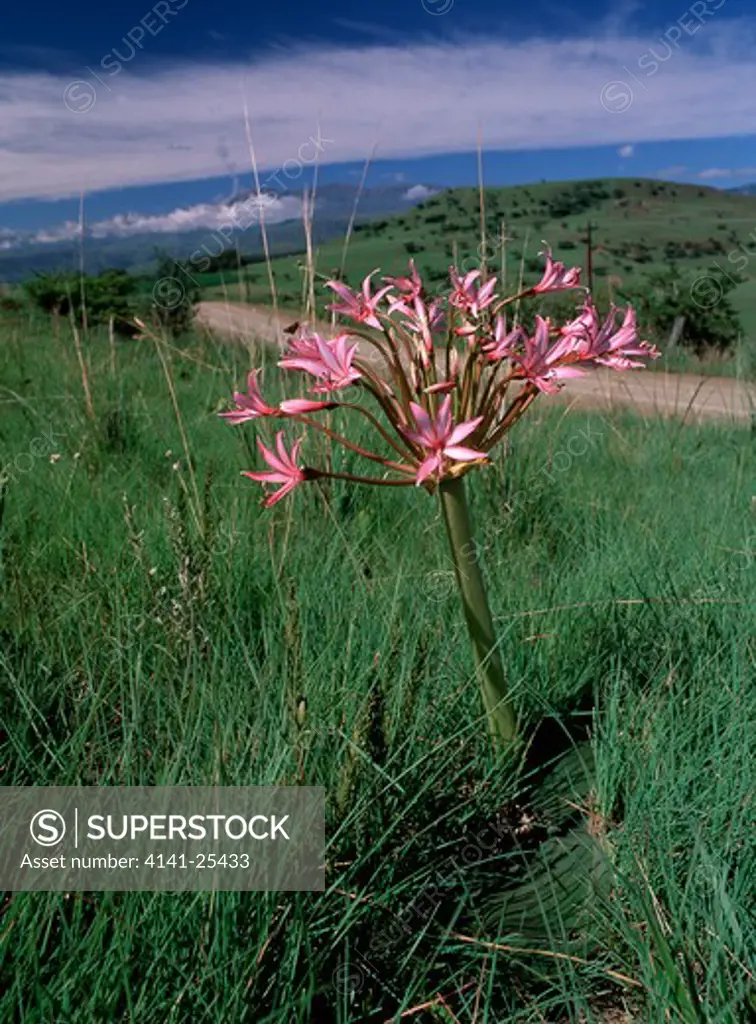 candelabra flower brunsvigia radulosa growing by the backroad to champagne valley, kwa zulu natal, s africa. 