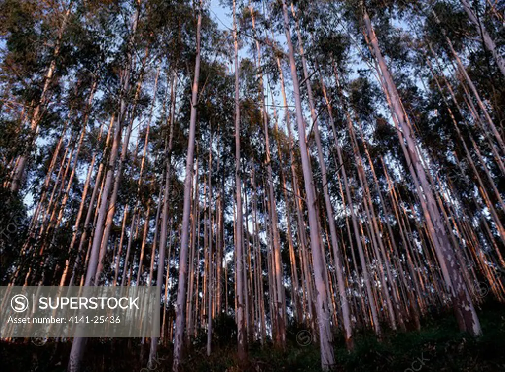 eucalyptus plantation non native species grown as a crop, mpumalanga, s africa. 