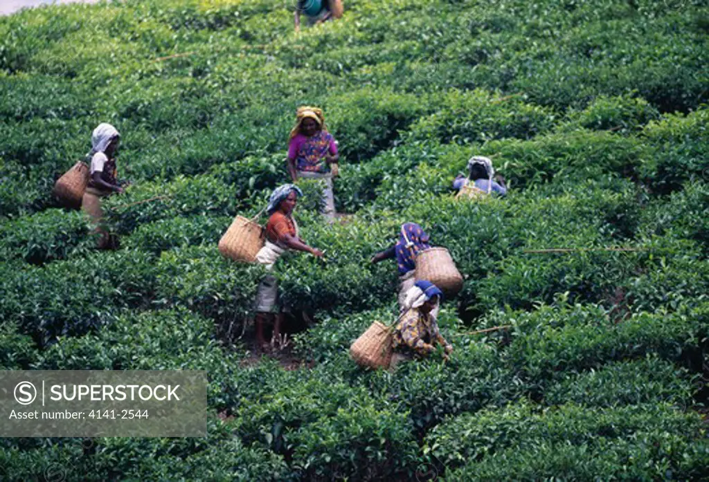 women tea pickers at work western ghat highlands, kerala, india 