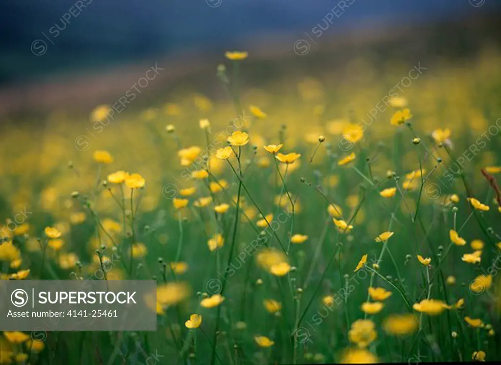 buttercup meadow ranunculus sp. mass of flowers. wales, uk. 