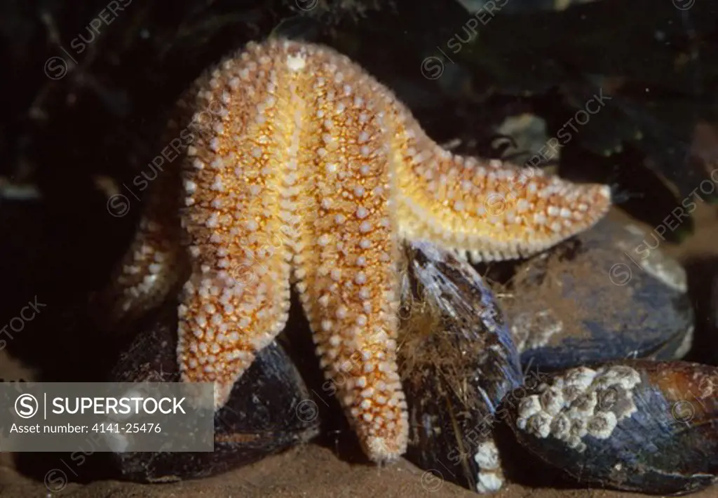 common starfish feeding on mussel asterias rubens 