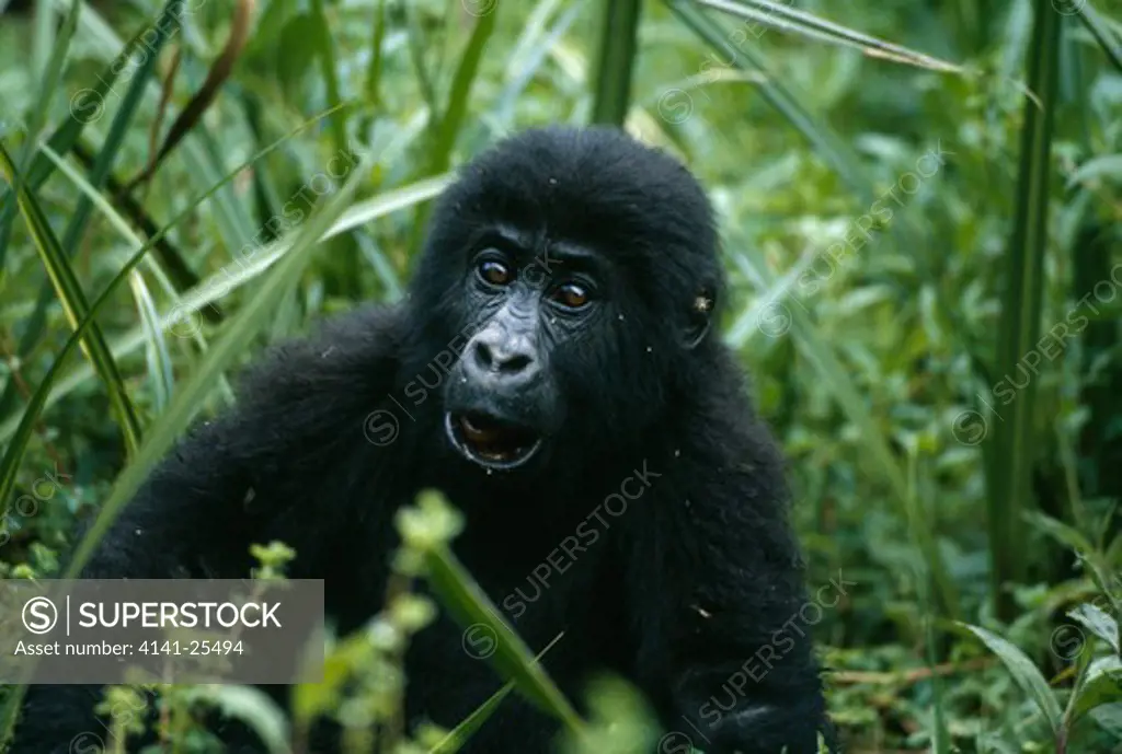 eastern lowland gorilla gorilla beringei graueri young in swamp democratic republic of congo.