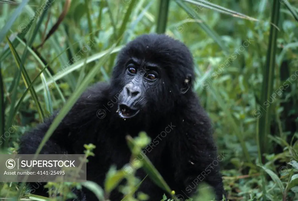 eastern lowland gorilla gorilla beringei graueri young democratic republic of congo.