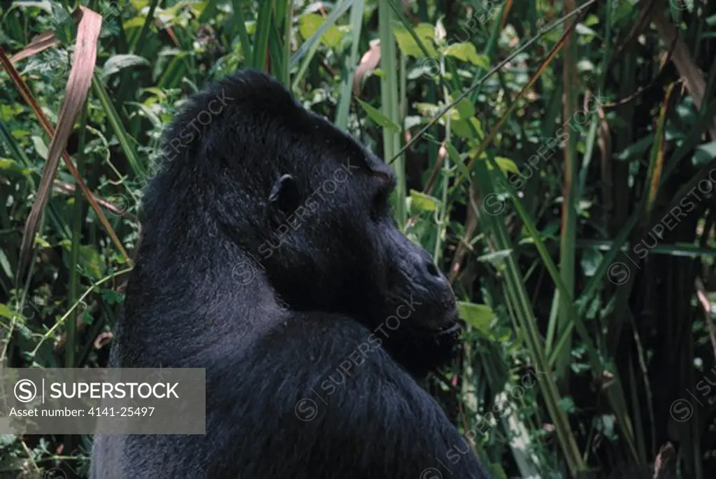 eastern lowland gorilla gorilla beringei graueri silverback in swamp. drc.