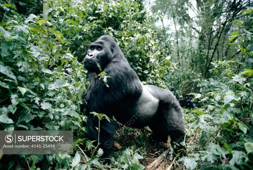 eastern lowland gorilla gorilla beringei graueri silverback in threat posture democratic republic of the congo