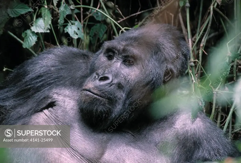 eastern lowland gorilla gorilla beringei graueri silverback resting. democratic republic of congo.