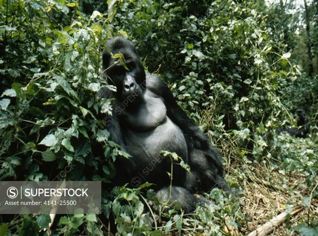 eastern lowland gorilla gorilla beringei graueri silverback resting. drc.