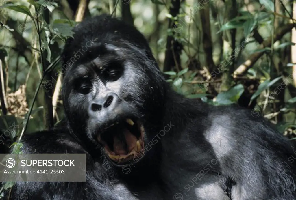 eastern lowland gorilla gorilla beringei graueri silverback yawning. drc.