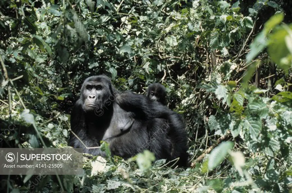 eastern lowland gorilla gorilla beringei graueri mother and young resting. democratic republic of congo.