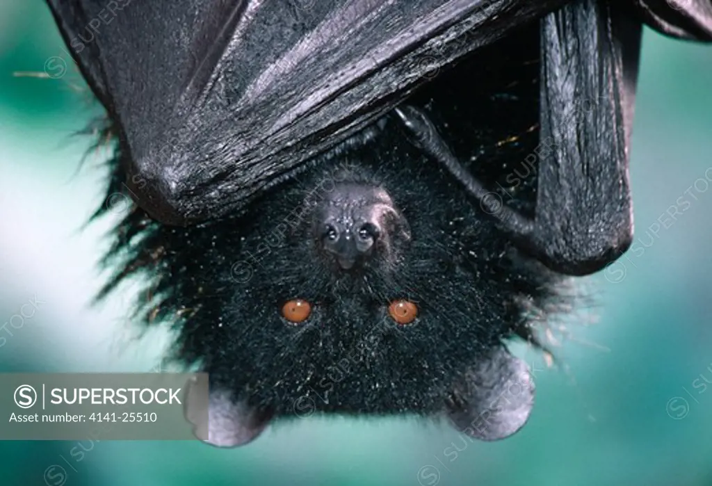 livingstone's fruit bat pteropus livingstonii comores islands indian ocean