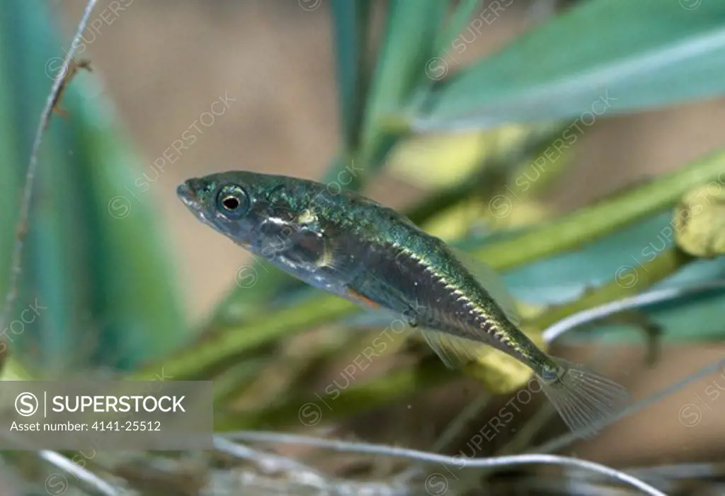three-spined stickleback gasterosteus aculeatus male in breeding colours 
