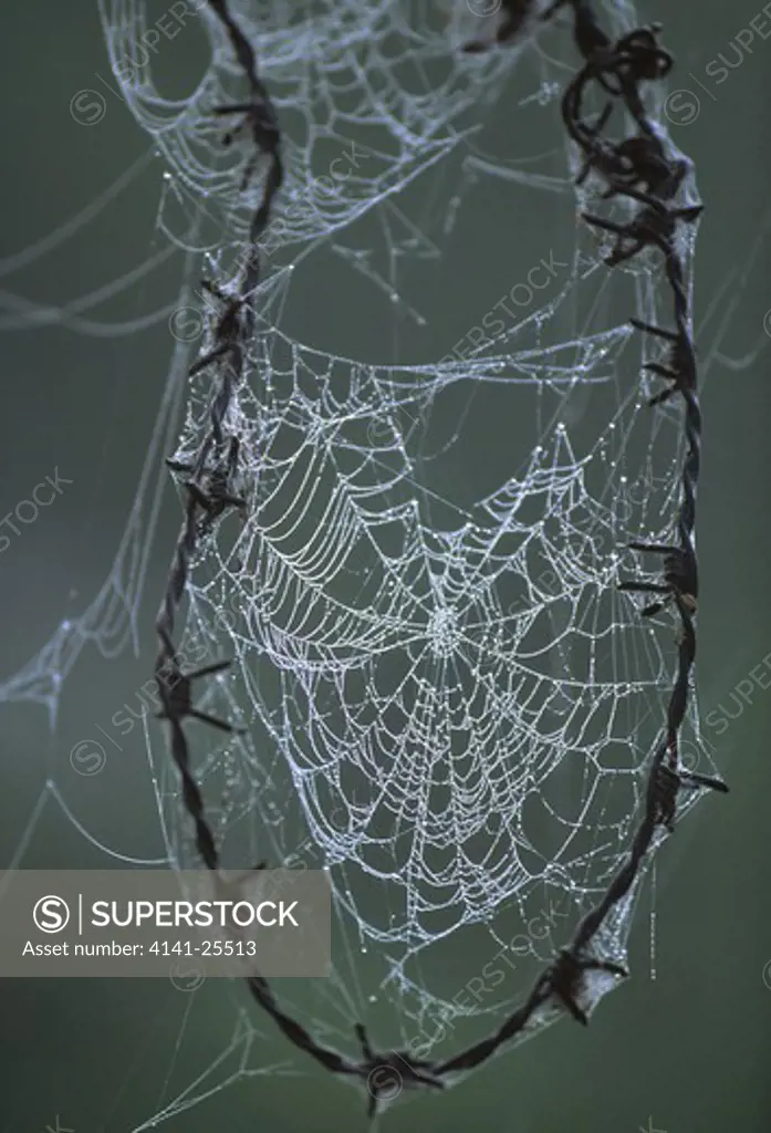 spiderweb with dew india
