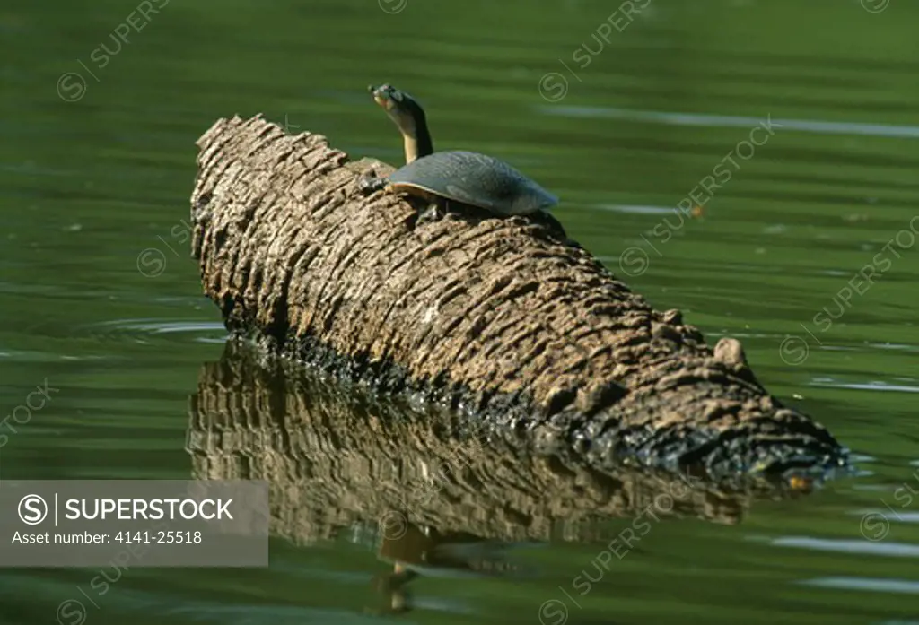 indian softshell turtle aspideretes gangeticus basking on log in pool india.