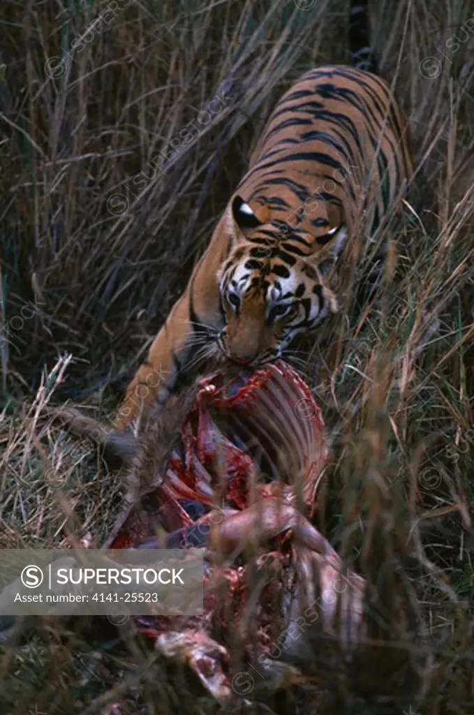 tiger panthera tigris young male at deer carcass, india. endangered
