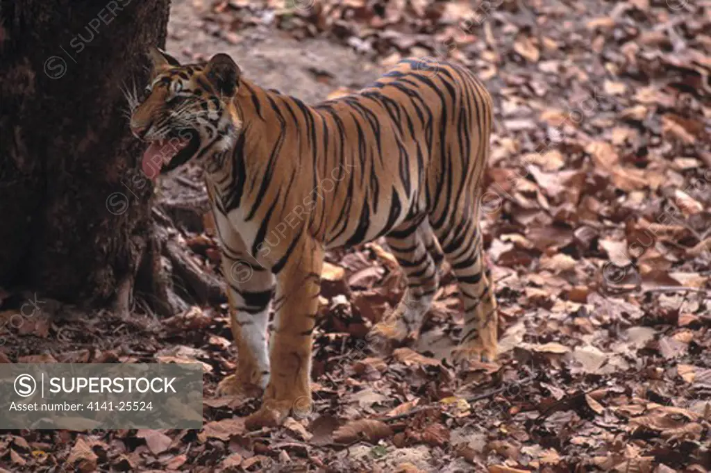 bengal tiger panthera tigris tigris young male in flehmen india