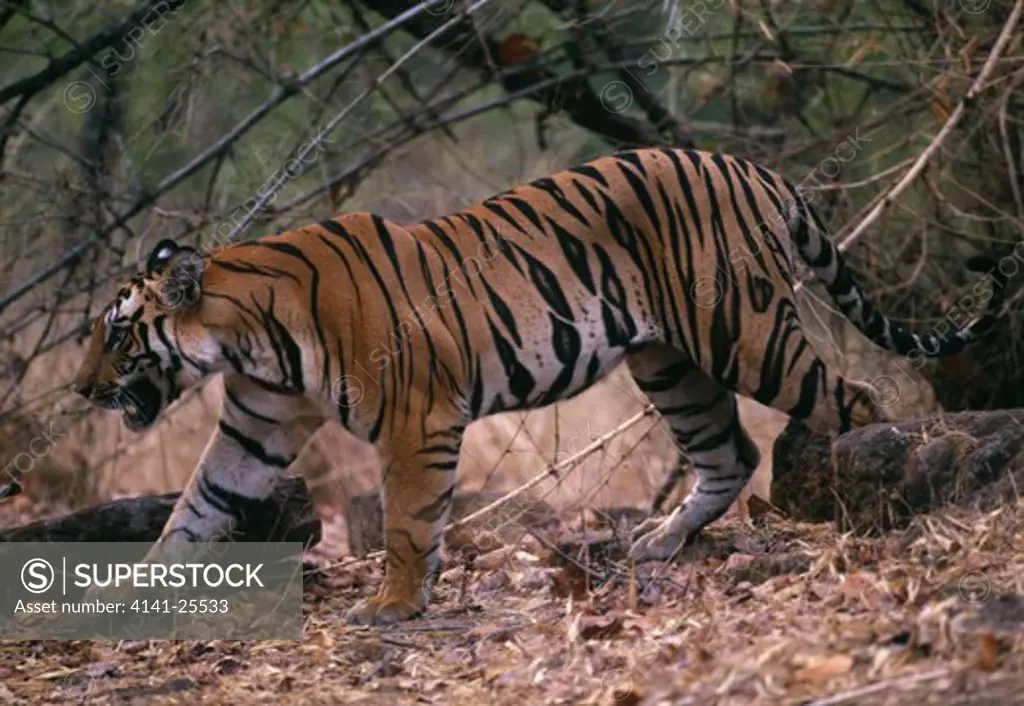 bengal tiger young male panthera tigris tigris crossing its territory india. 
