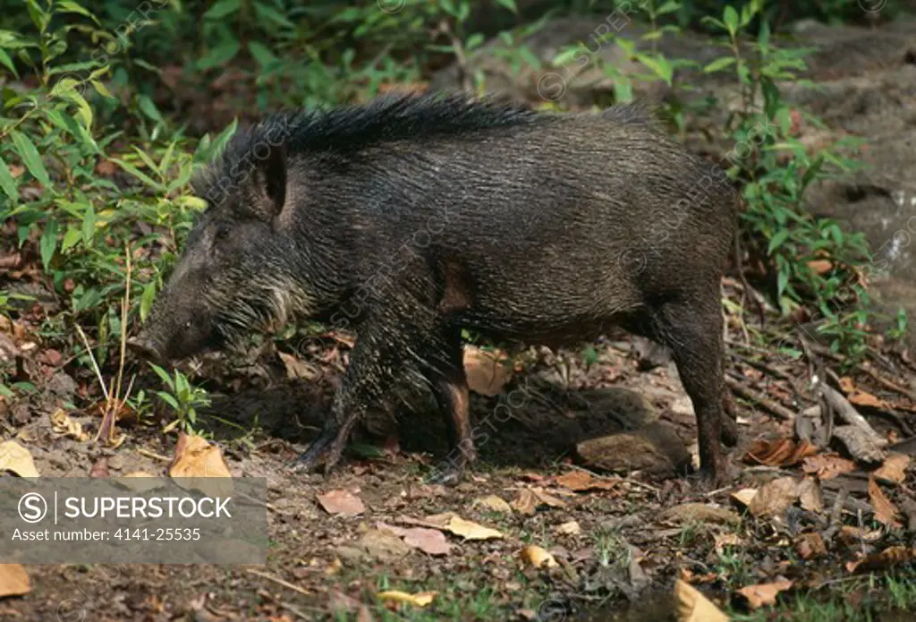 wild boar female sus scrofa leaving pool after wallowing india 