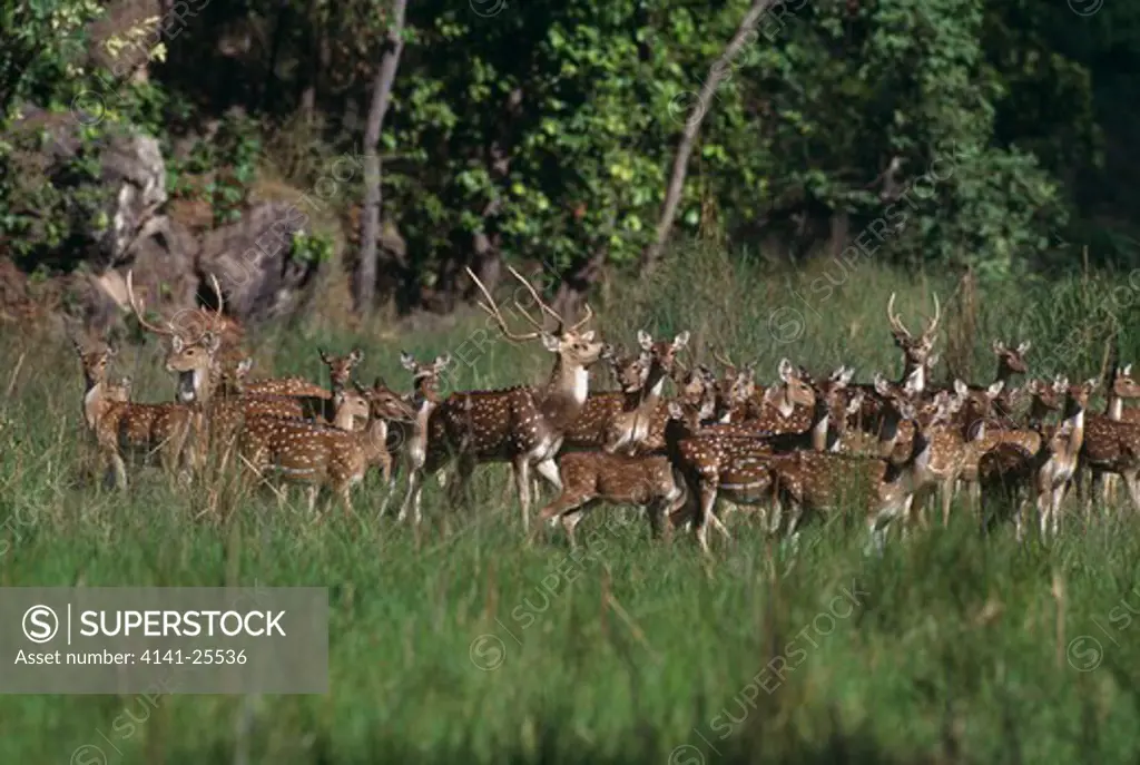 axis or spotted deer large herd axis axis in meadow. india. 