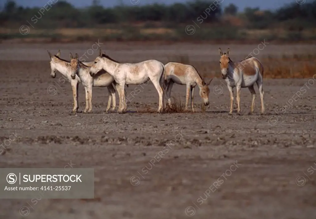 indian wild asses equus hemionus khur two females & young in desert area india