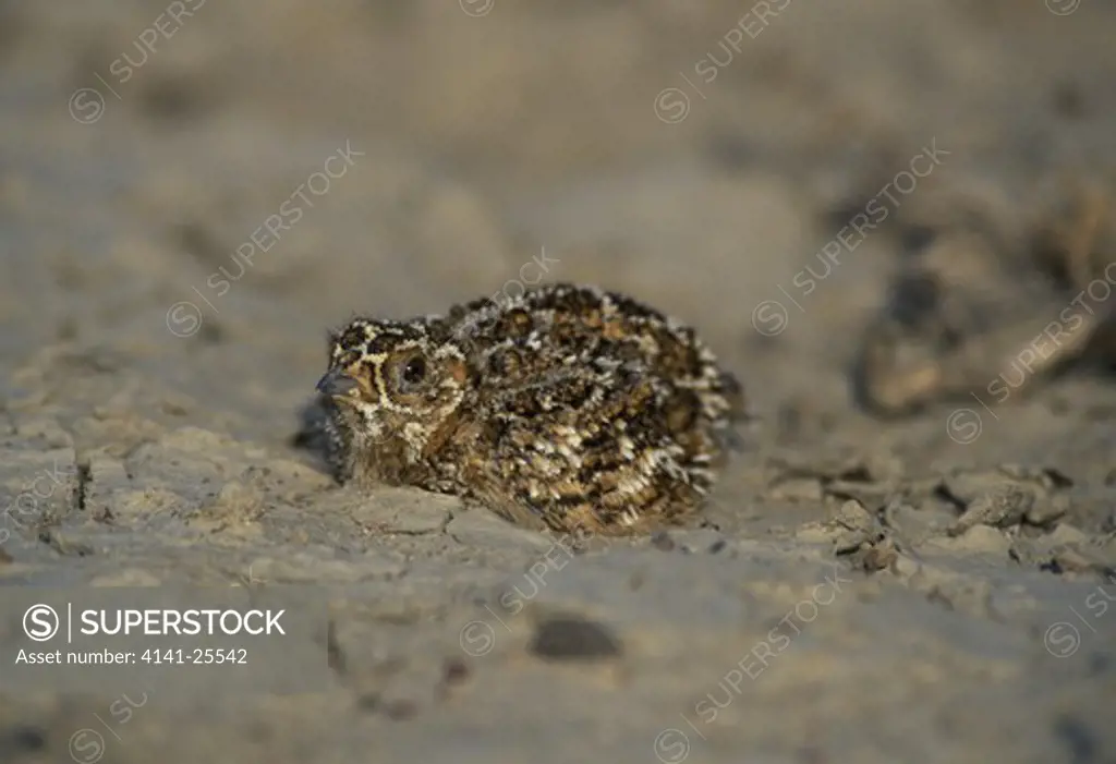 chestnut-bellied sandgrouse pterocles exustus chick in nest - a shallow scrape india