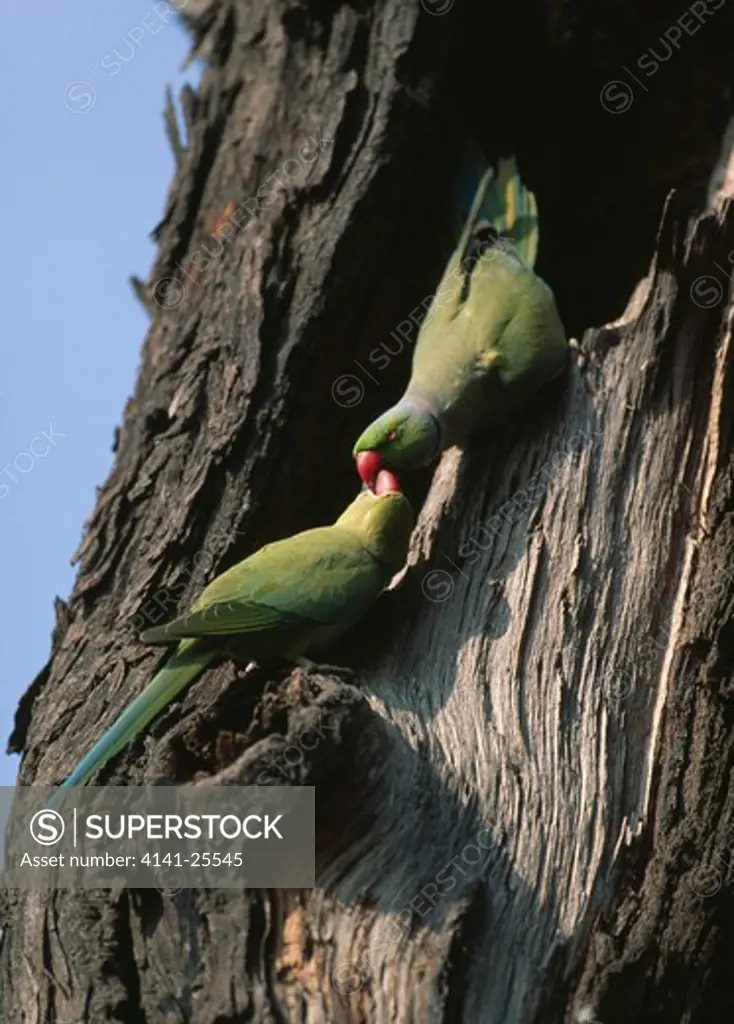 rose-ringed parakeets psittacula krameri pair in courtship display. india