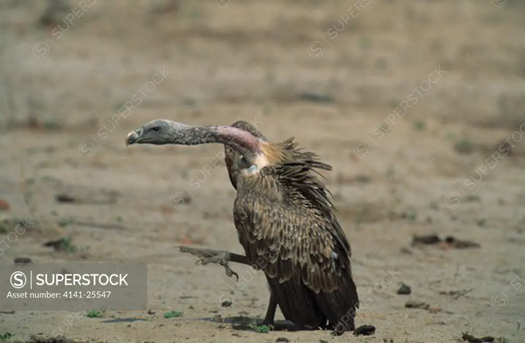 long-billed griffon vulture gyps indicus waiting near carcass of axis deer, india.