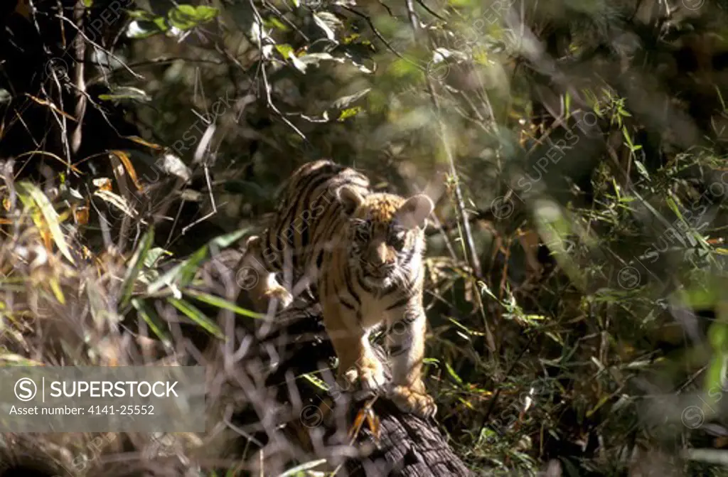 bengal tiger cub, three months old panthera tigris tigris (mother called bacchi) walking on branch. india. 
