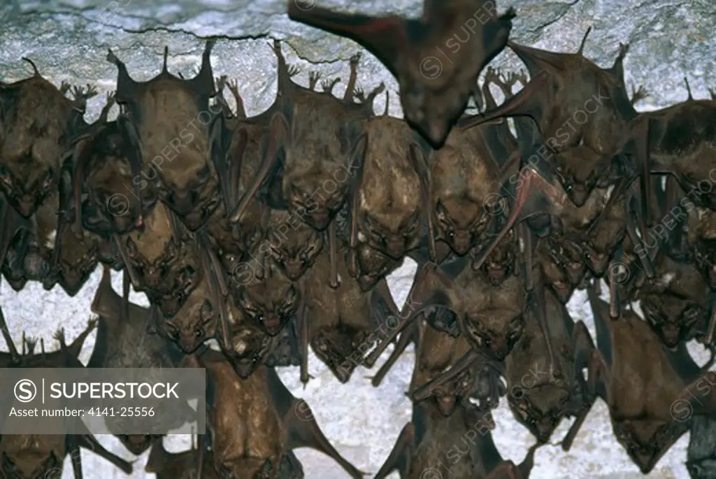 black-bearded sheath-tail bat taphozous melanopogon group on roof of cave india 