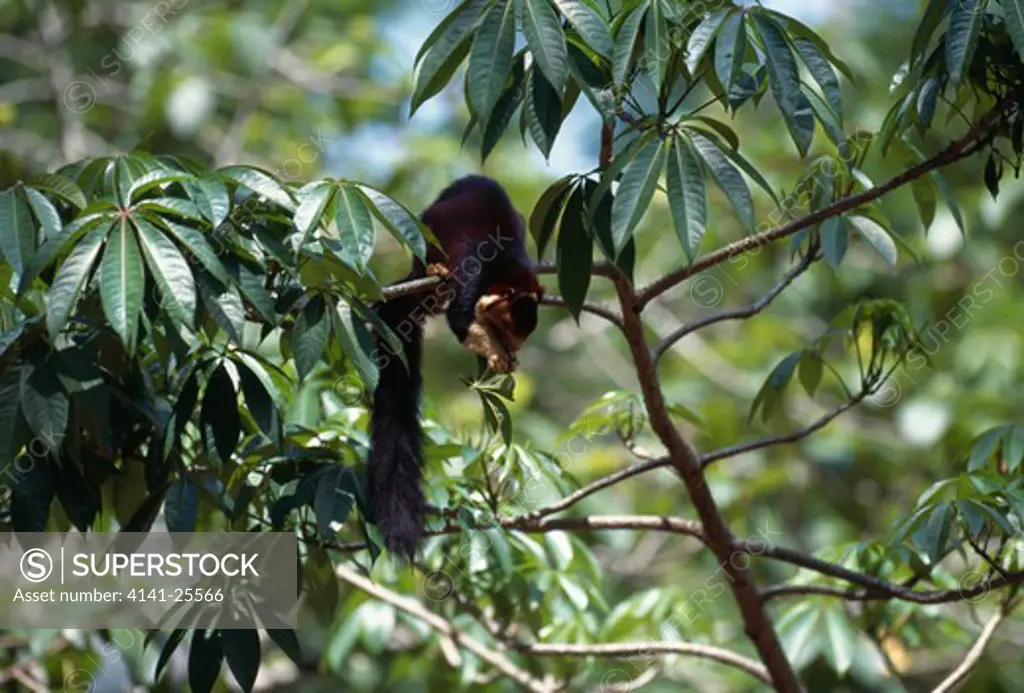 indian giant squirrel foraging ratufa indica in tree canopy for leaves india. vulnerable.