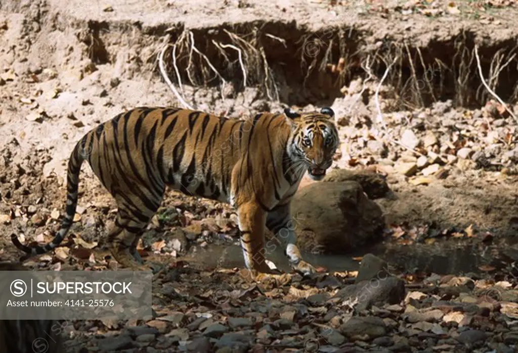 bengal tigers wild, 2-3yr female panthera tigris tigris & male intent on mating india