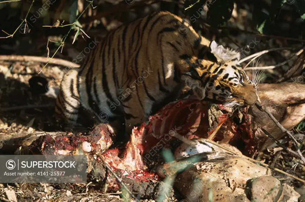 bengal tiger wild 10-month-old cub panthera tigris tigris (female) feeding on sambar deer india