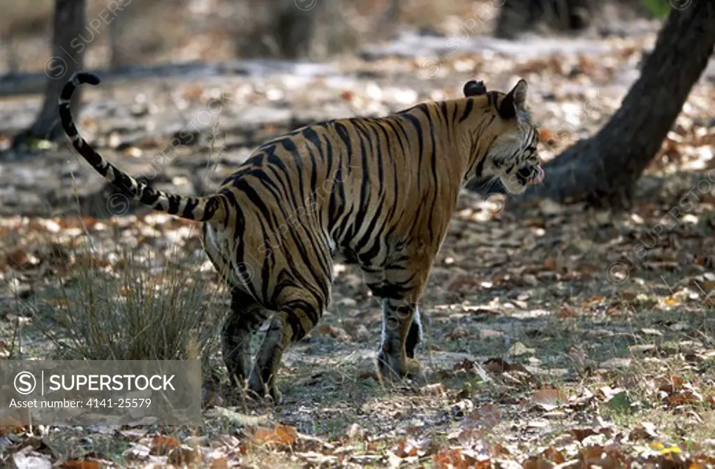 bengal tiger wild, hungry female, panthera tigris tigris 6 years old, marking territory. india. 