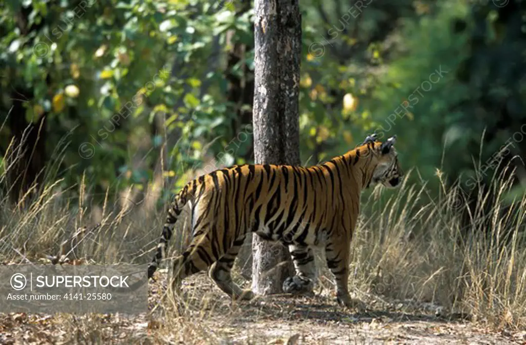 bengal tiger wild, hungry female, panthera tigris tigris 6 years old, stalking prey. india. 