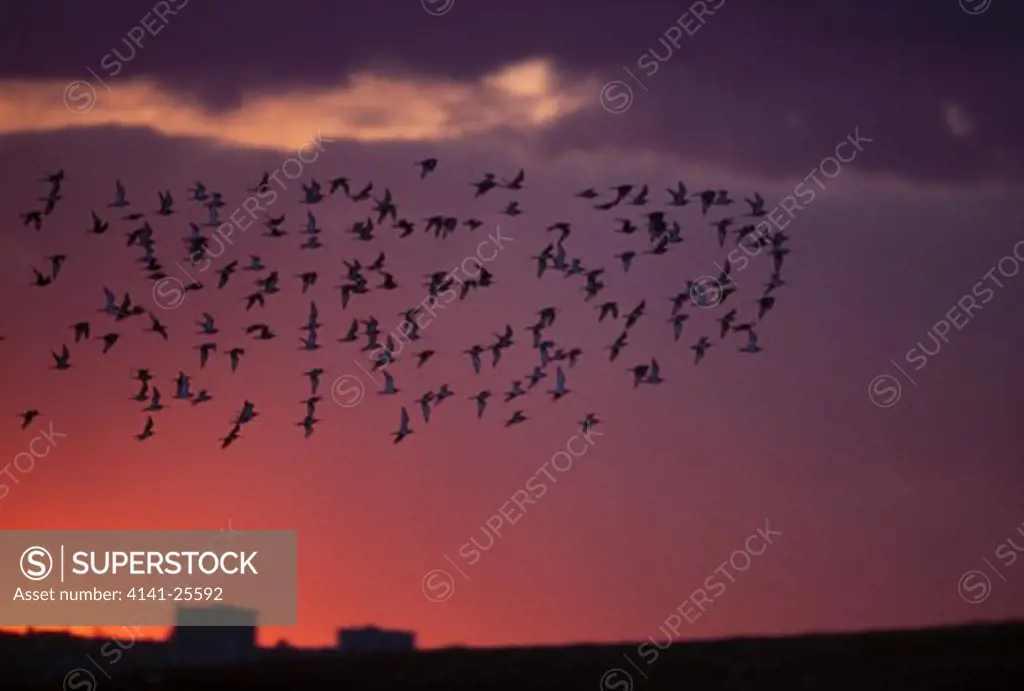 black-tailed godwits limosa limosa wintering flock in flight at sunset. rainham marshes rspb reserve, london, uk