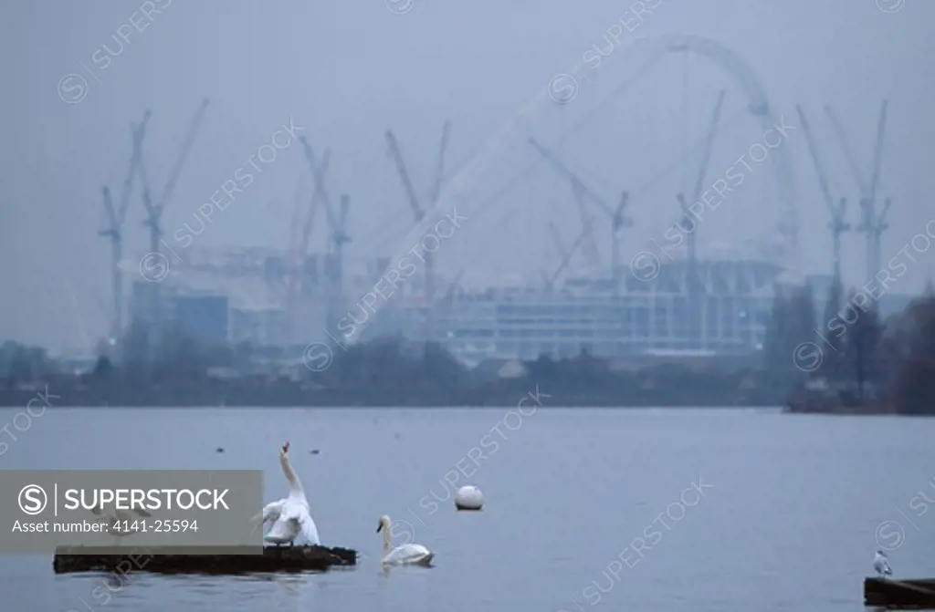 mute swans in front of wembley arches cygnus olor welsh harp reservoir, london, uk